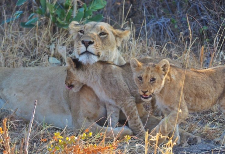 Chobe National Park - Botswana
