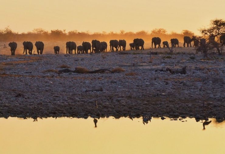 Elephants in Etosha National Park