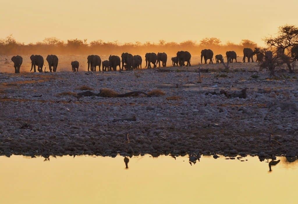 Elephants at the Okaukuejo Waterhole in Etosha National Park in Namibia