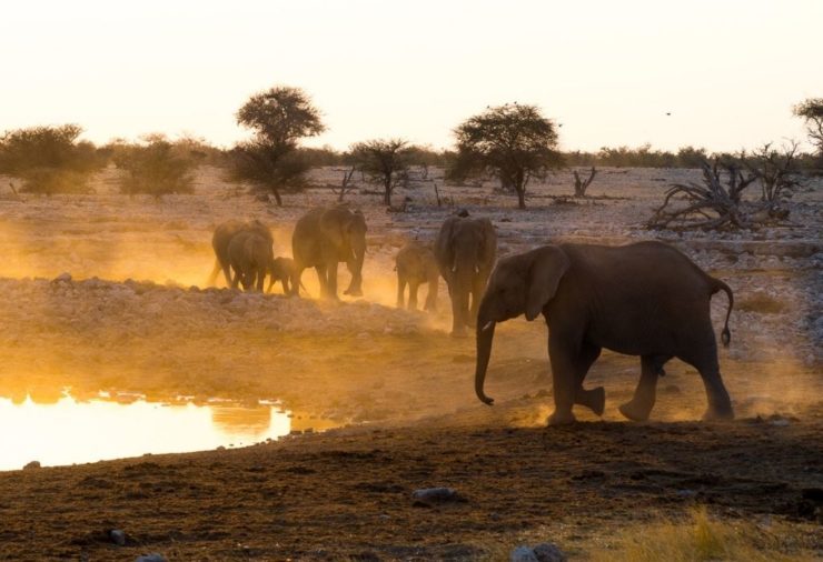 Elephants at the Waterhole in Etosha National Park