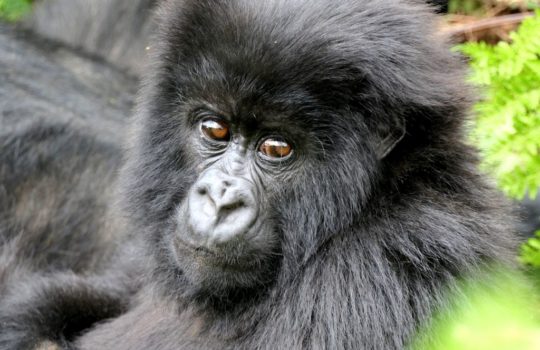 Gorilla Trekking - Uganda