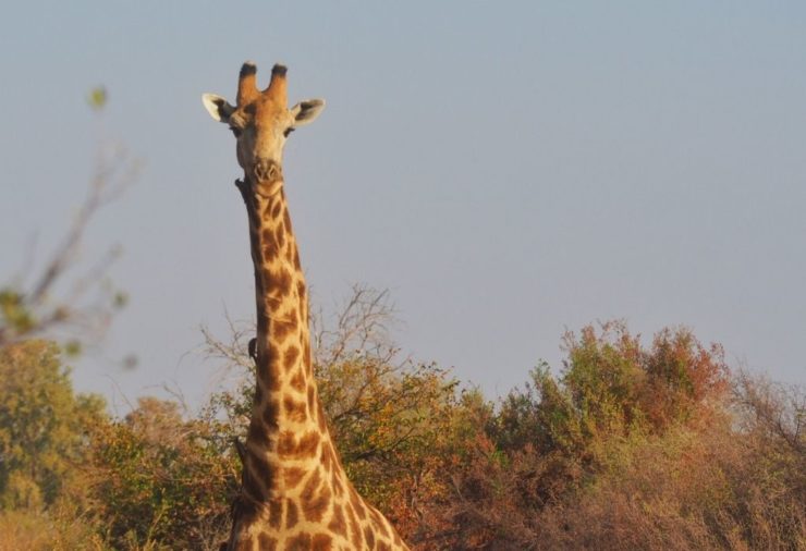 Giraffe in Khwai Concession - Botswana