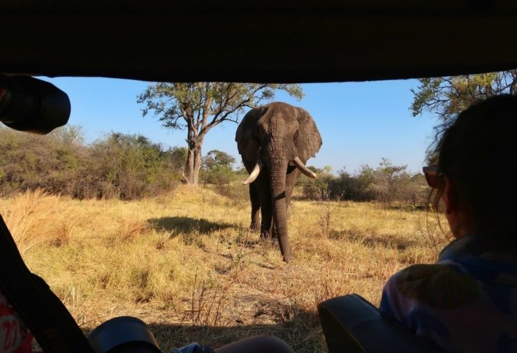 Elephant in Khwai Concession - Botswana 