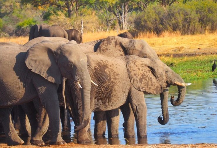 Elephants in Khwai Concession - Botswana