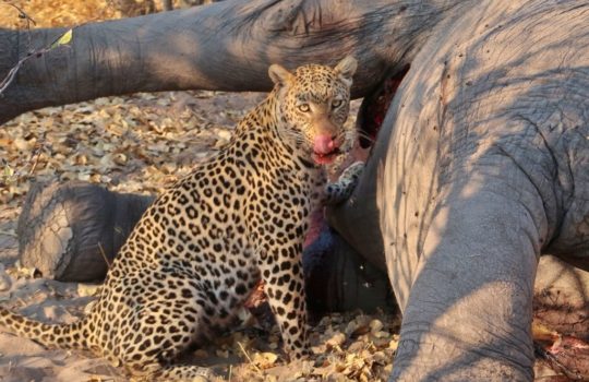 Leopard in Savuti - Botswana