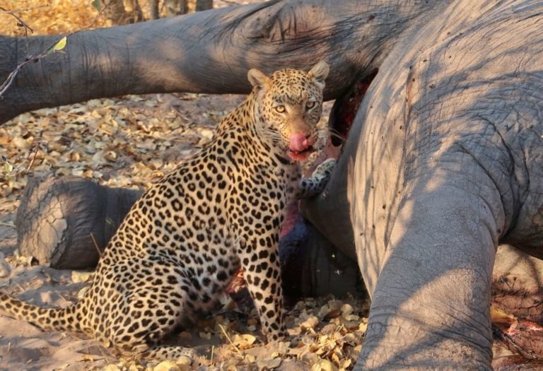 Leopard in Savuti - Botswana