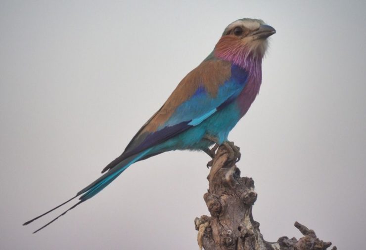 Lilac-Breasted Roller - Botswana