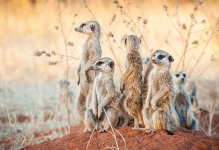 Meerkats, Makgadikgadi Pan - Botswana