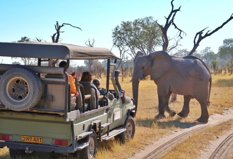 Elephant in Khwai Concession - Botswana 