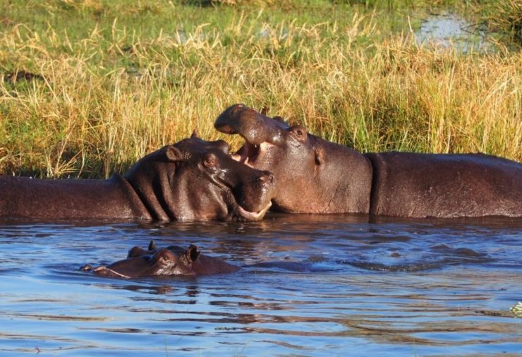 Hippos in Khwai Concession - Botswana 