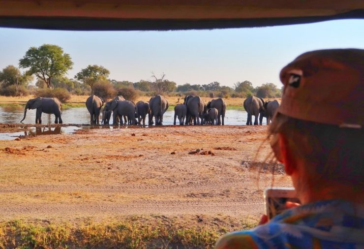 Elephants in Moremi Game Reserve Botswana