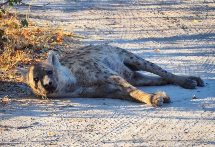 Hyena in Moremi Game Reserve Botswana