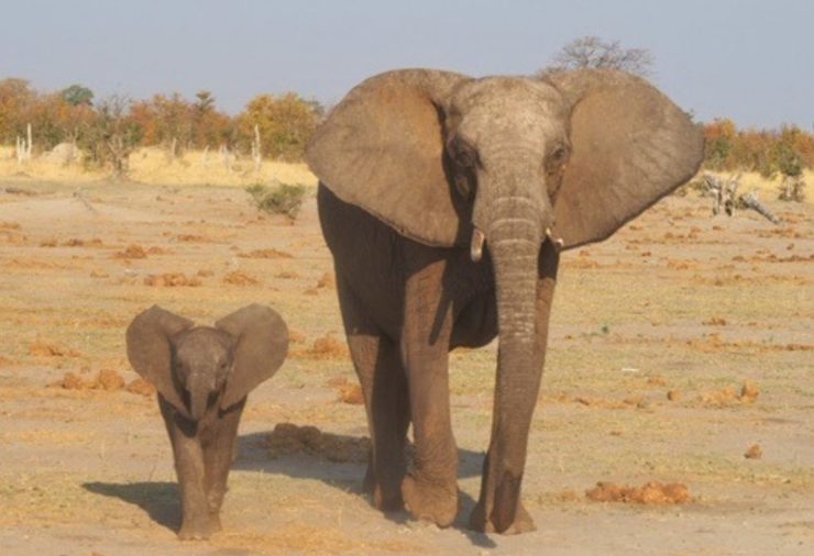 Elephants in Savuti Chobe National Park