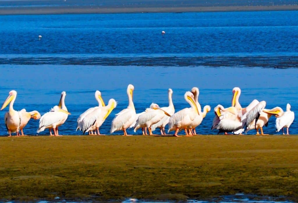 Pelicans in Walvis Bay Namibia