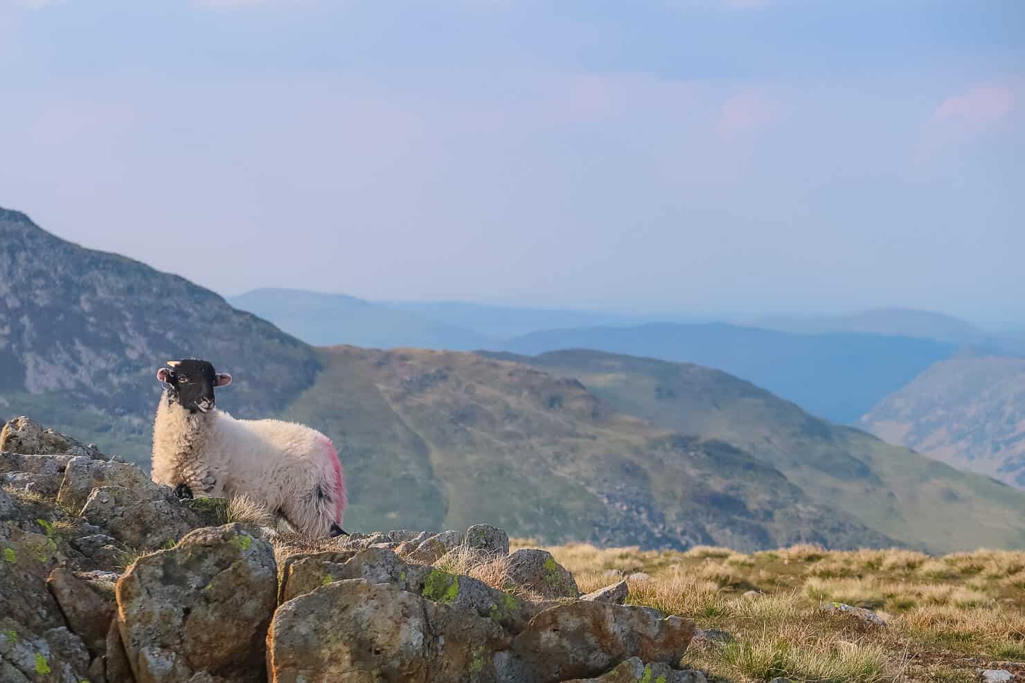 Sheep on the Lake District fells.