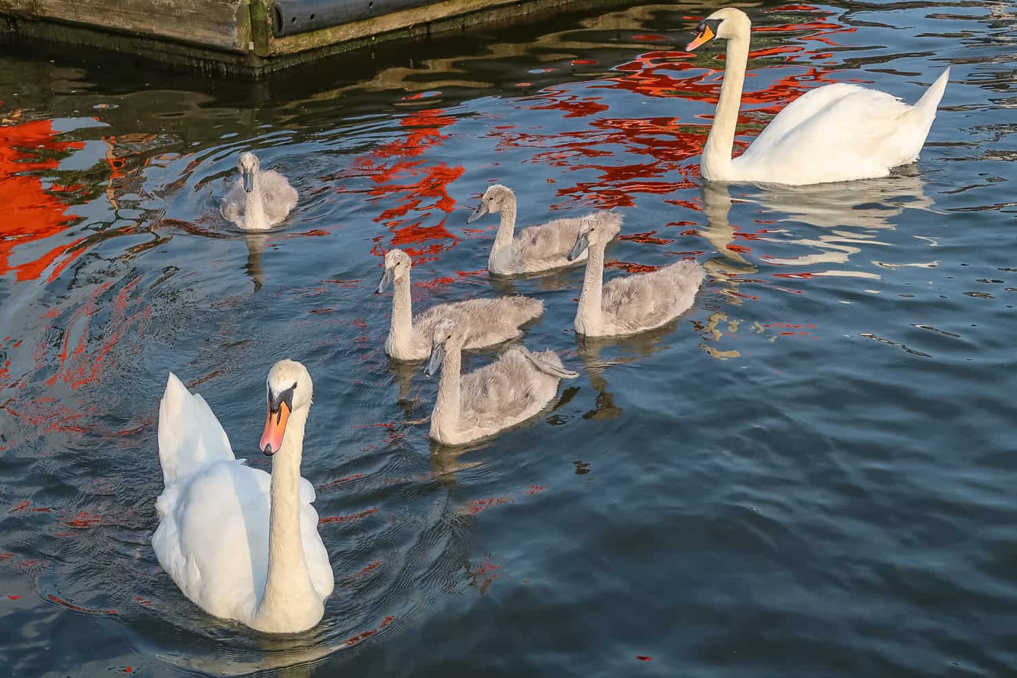 Swans on the Norfolk Broads