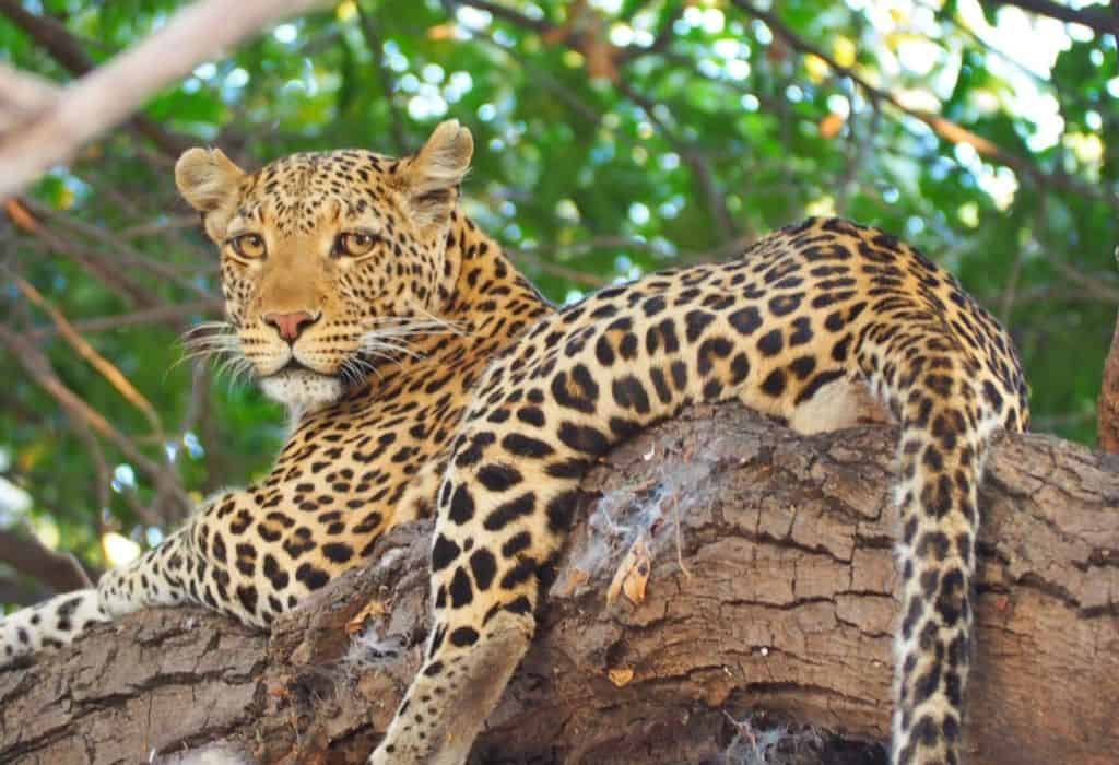 Safaris to Botswana - 3 Awesome Itineraries