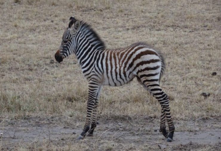Zebra in the Masai Mara