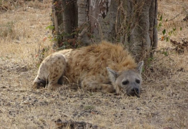 Hyena in the Masai Mara