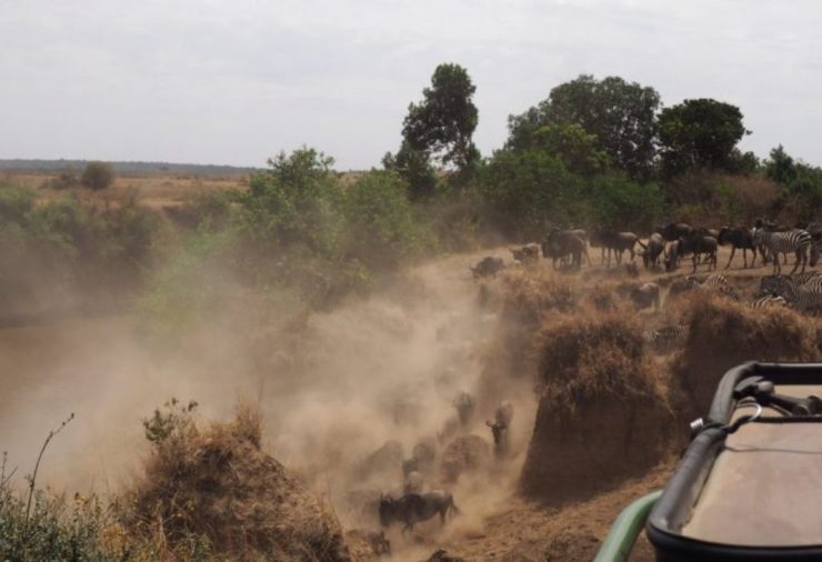 Wildebeest Migration Masai Mara