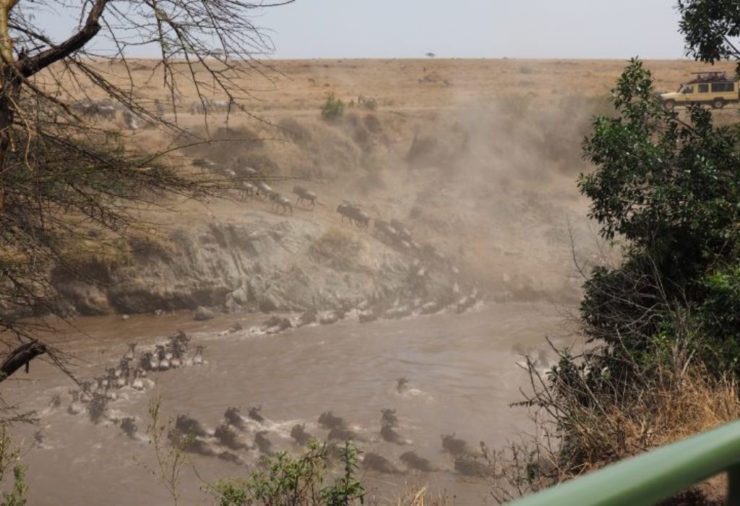 Wildebeest Migration Masai Mara