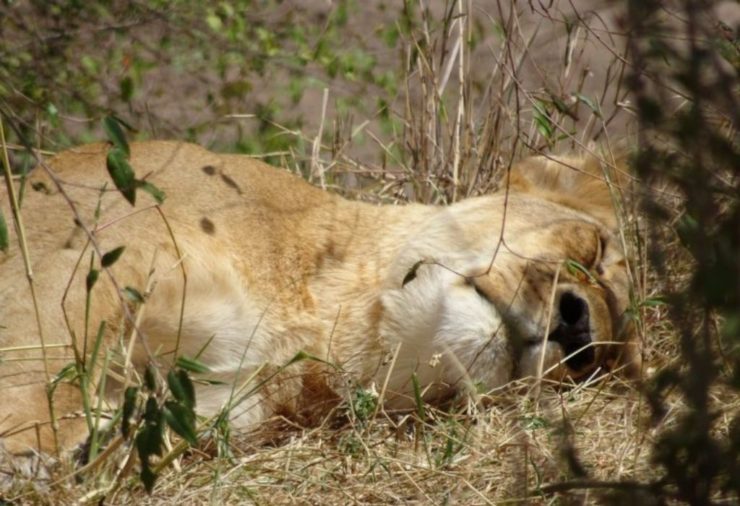 Masai Mara - Kenya