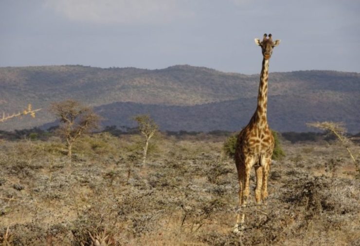 Masai Mara - Kenya