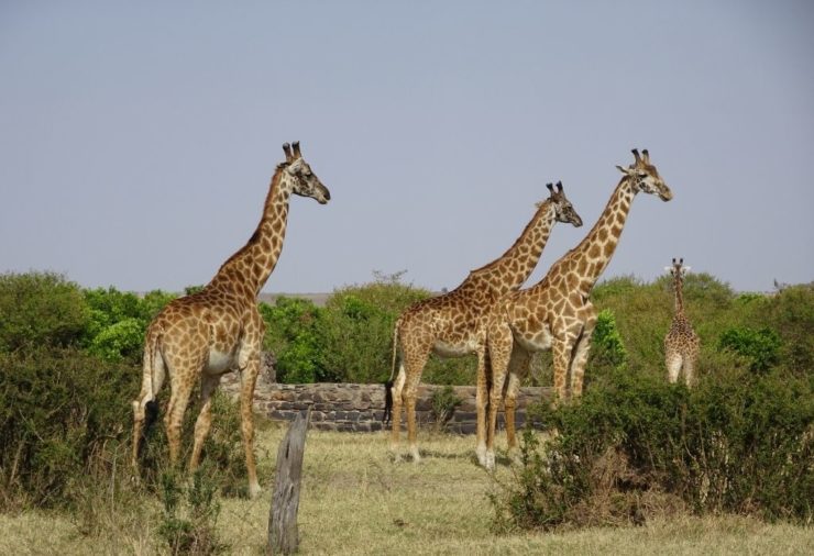 Giraffes in the Masai Mara