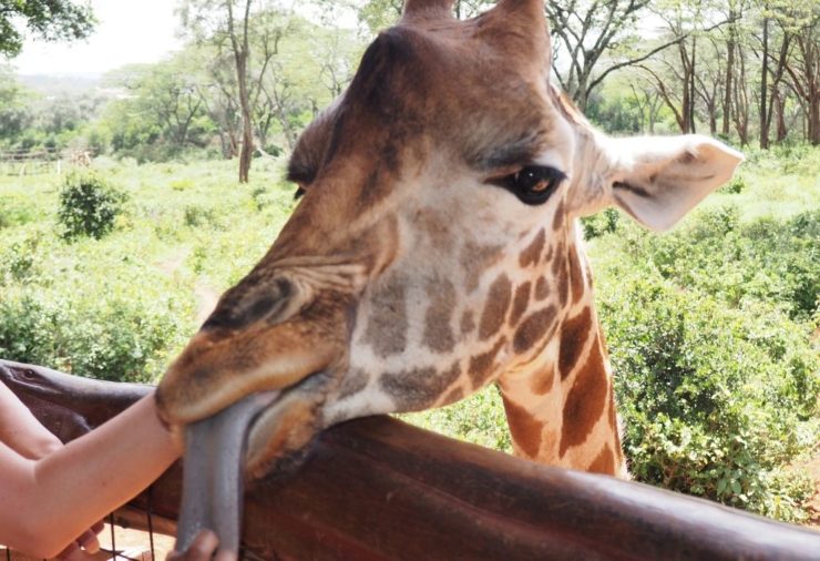 Nairobi Giraffe Centre 