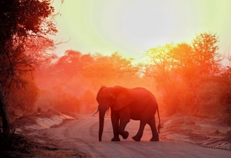 Safaris in Southern Africa - South Luangwa National Park Zambia