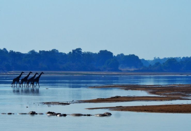 Giraffes in South Luangwa National Park