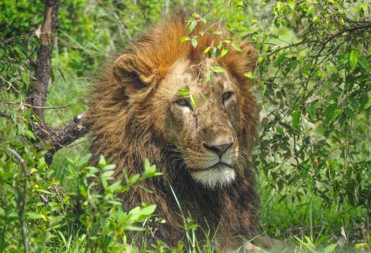 Masai Mara Safari