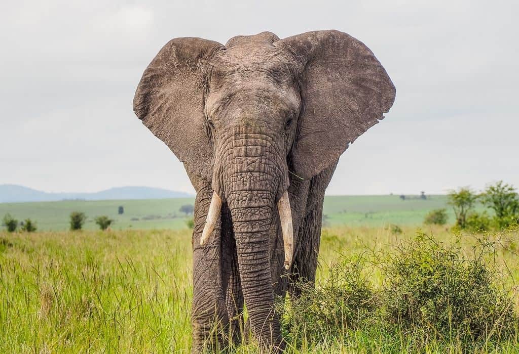 Elephant in the Masai Mara