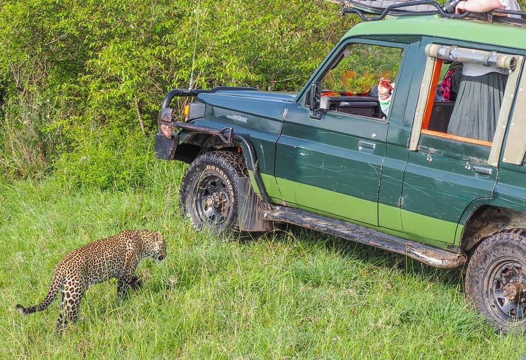 Leopard by a Safari Car in the Masai Mara