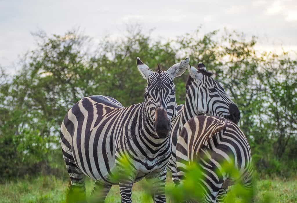 Zebras in the Masai Mara