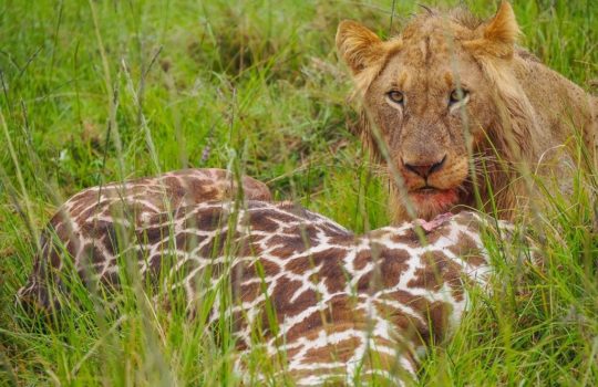 Lion eating a giraffe in the Masai Mara