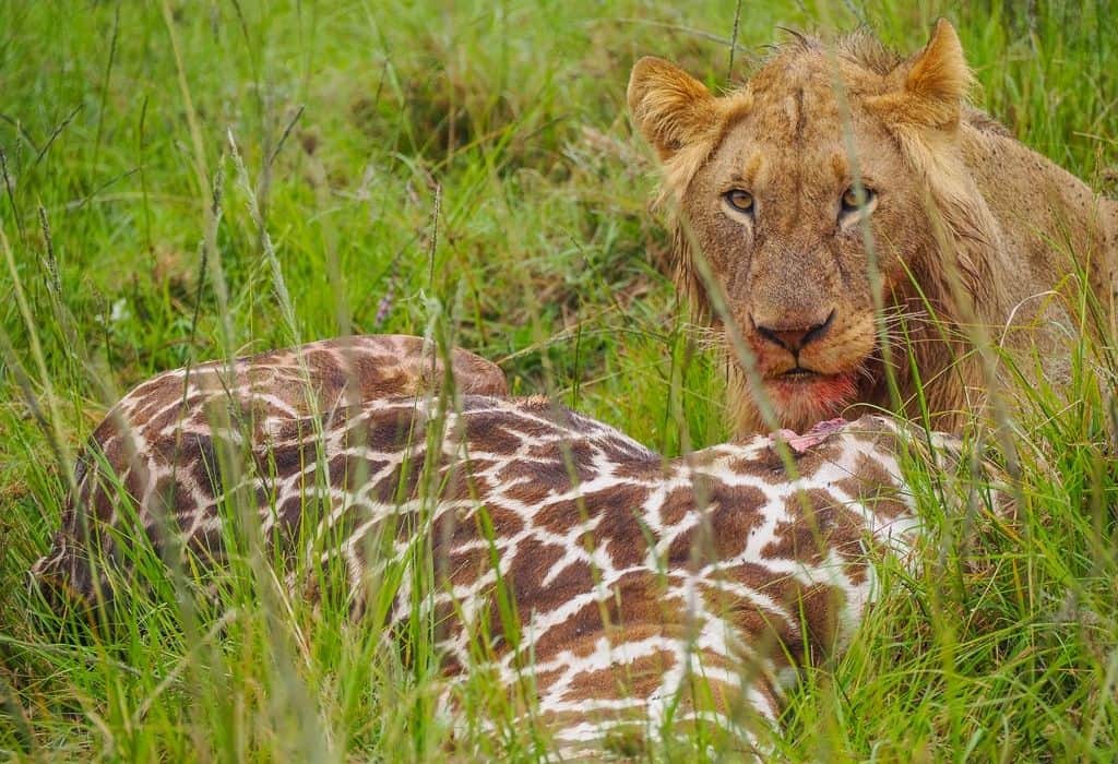 Lion eating a giraffe in the Masai Mara