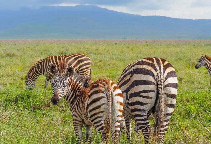 Kenya & Taznzania Itinerary - Ngorongoro Crater