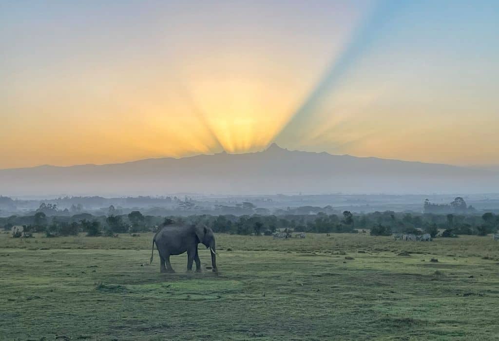 Sunrise over Mount Kenya as seen from Ol Pejeta Conservancy with an elephant in the foreground