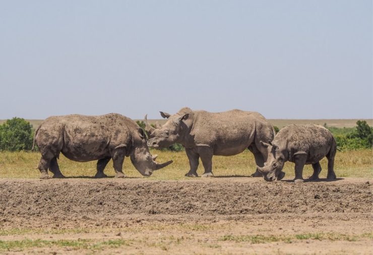 Rhinos in Ol Pejeta Conservancy