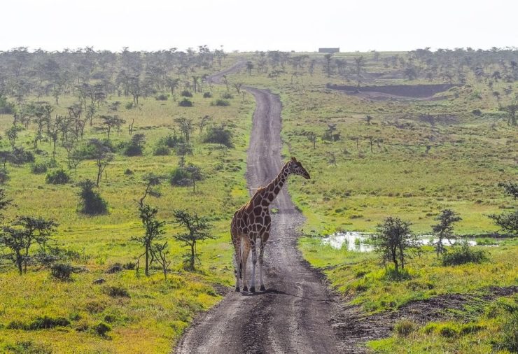 Giraffe on the road in Ol Pejeta