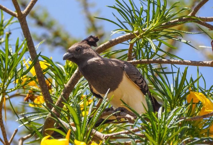 White-bellied go-away-bird in a tree in Ol Pejeta in Kenya