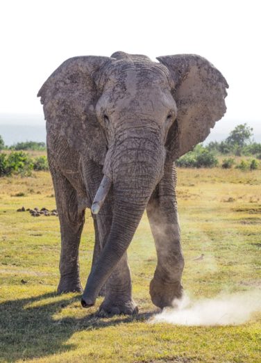 Elephant in Ol Pejeta