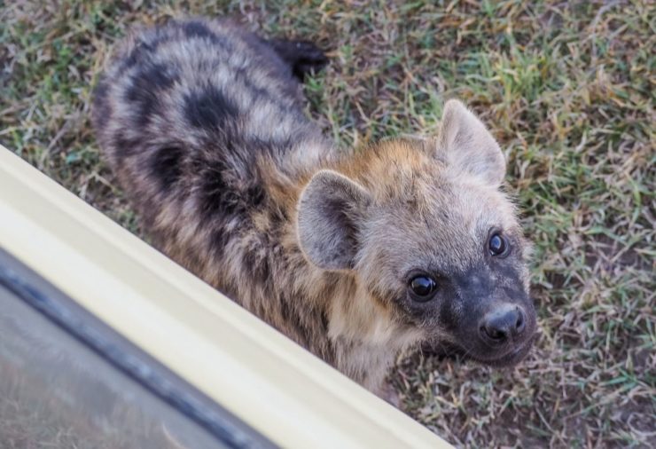 Hyena in Ol Pejeta Conservancy