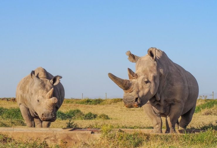 Najin & Fatu, the last two Northern White Rhinos