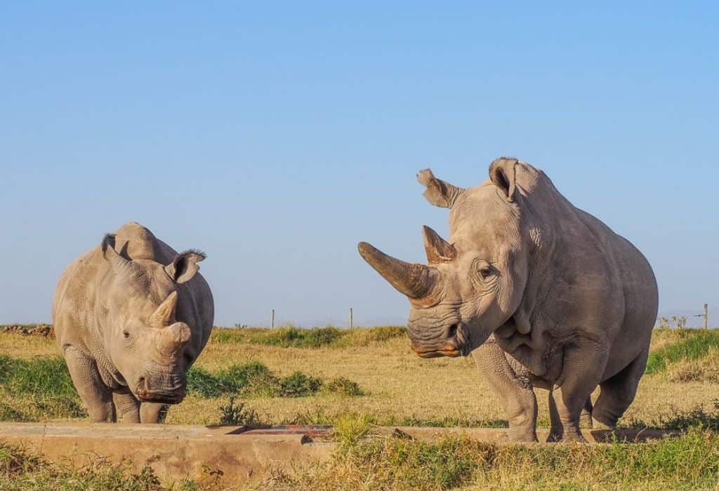 Najin & Fatu Ol Pejeta - Kenya