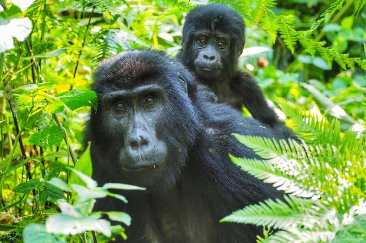 Gorilla and baby in Uganda