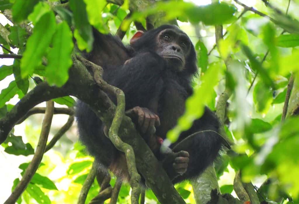Chimp Trekking in Nyungwe National Park, Rwanda