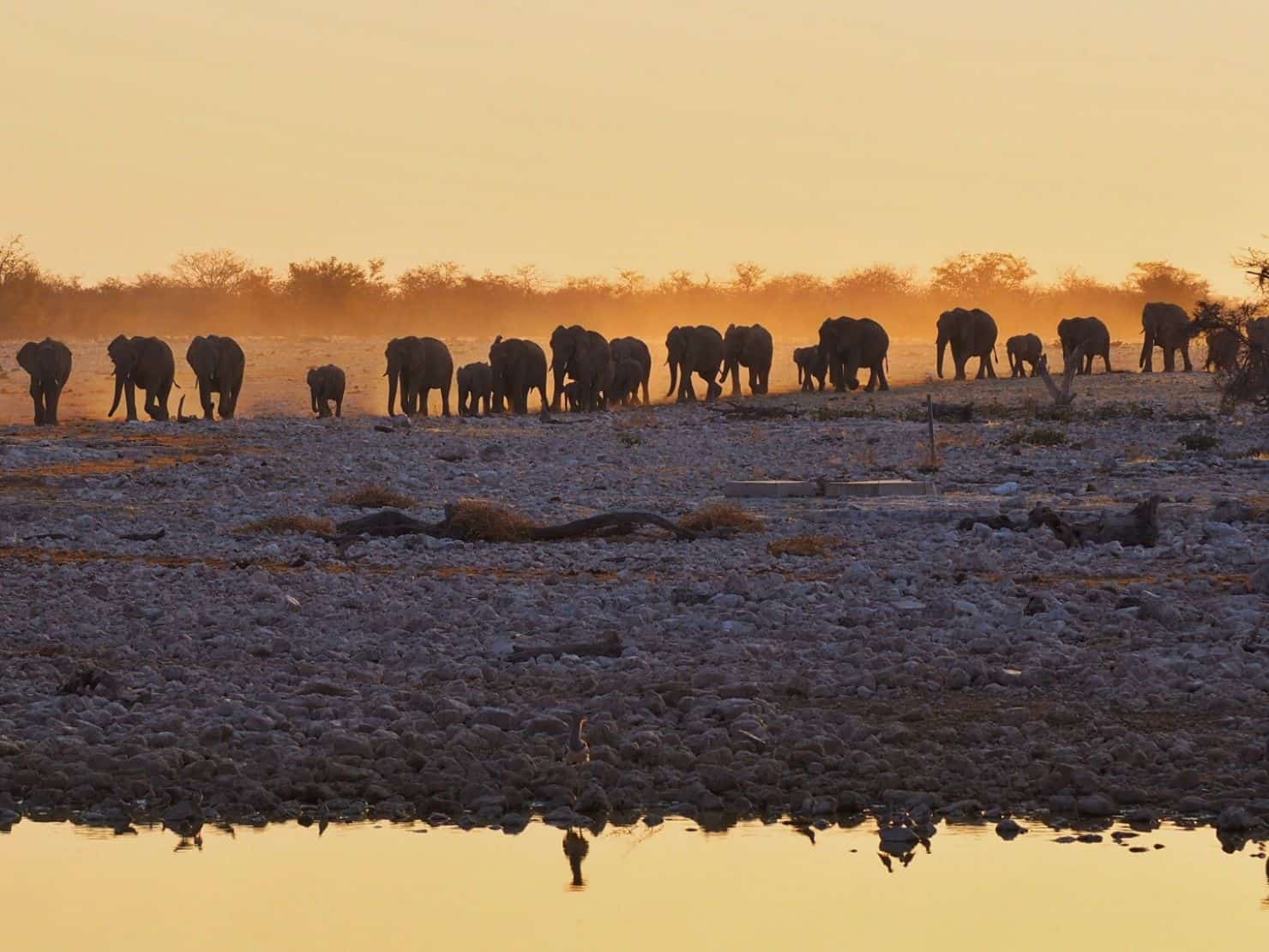 Okaukuejo Waterhole, Etosha National Park