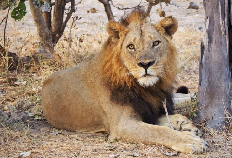 Lion in South Luangwa National Park, Zambia